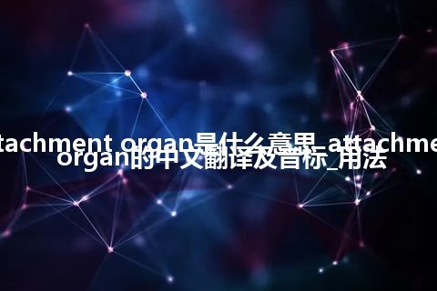 attachment organ是什么意思_attachment organ的中文翻译及音标_用法