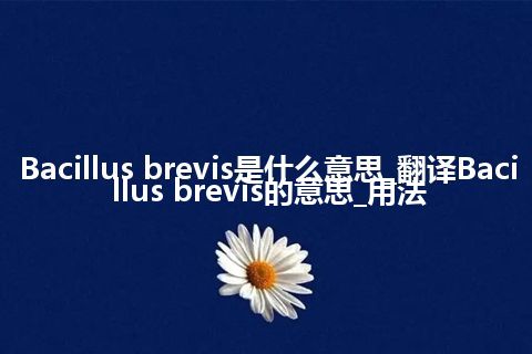 Bacillus brevis是什么意思_翻译Bacillus brevis的意思_用法