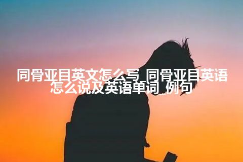 同骨亚目英文怎么写_同骨亚目英语怎么说及英语单词_例句