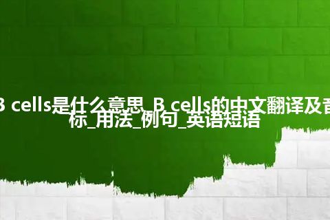 B cells是什么意思_B cells的中文翻译及音标_用法_例句_英语短语