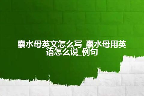 囊水母英文怎么写_囊水母用英语怎么说_例句