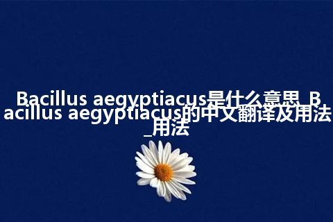 Bacillus aegyptiacus是什么意思_Bacillus aegyptiacus的中文翻译及用法_用法