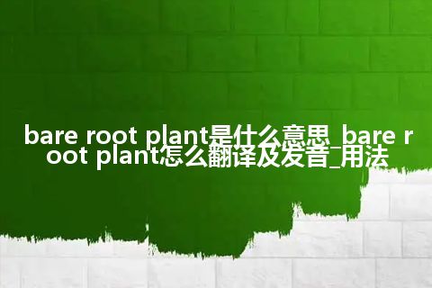 bare root plant是什么意思_bare root plant怎么翻译及发音_用法