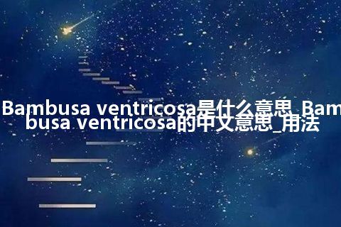 Bambusa ventricosa是什么意思_Bambusa ventricosa的中文意思_用法