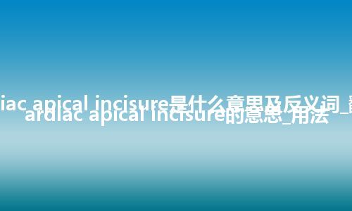 cardiac apical incisure是什么意思及反义词_翻译cardiac apical incisure的意思_用法