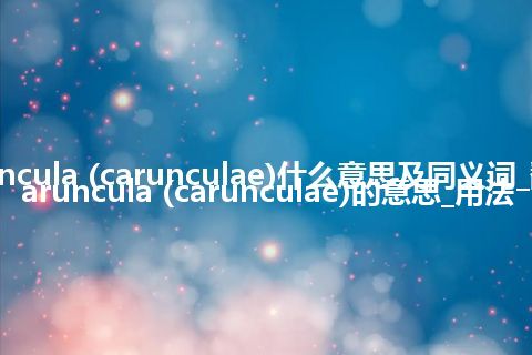 caruncula (carunculae)什么意思及同义词_翻译caruncula (carunculae)的意思_用法