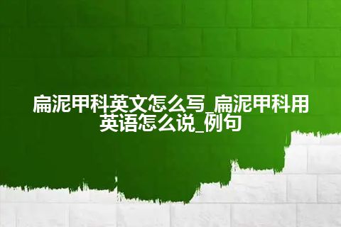 扁泥甲科英文怎么写_扁泥甲科用英语怎么说_例句