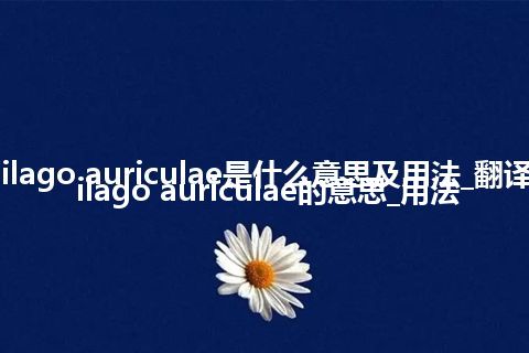 cartilago auriculae是什么意思及用法_翻译cartilago auriculae的意思_用法