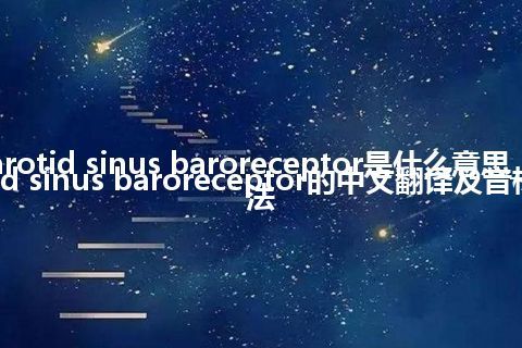 carotid sinus baroreceptor是什么意思_carotid sinus baroreceptor的中文翻译及音标_用法