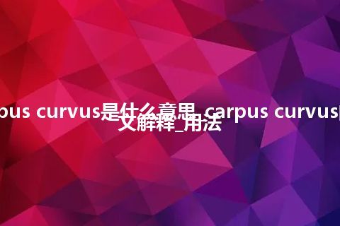 carpus curvus是什么意思_carpus curvus的中文解释_用法