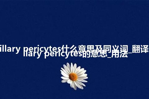 capillary pericytes什么意思及同义词_翻译capillary pericytes的意思_用法