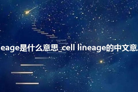 cell lineage是什么意思_cell lineage的中文意思_用法