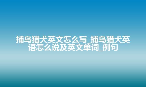 捕鸟猎犬英文怎么写_捕鸟猎犬英语怎么说及英文单词_例句