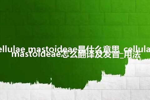 cellulae mastoideae是什么意思_cellulae mastoideae怎么翻译及发音_用法