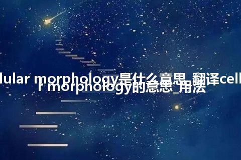 cellular morphology是什么意思_翻译cellular morphology的意思_用法