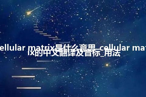 cellular matrix是什么意思_cellular matrix的中文翻译及音标_用法