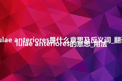 cellulae anteriores是什么意思及反义词_翻译cellulae anteriores的意思_用法