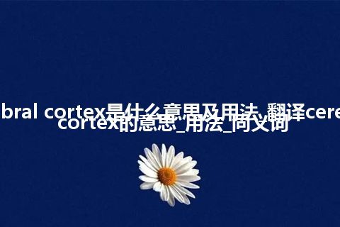 cerebral cortex是什么意思及用法_翻译cerebral cortex的意思_用法_同义词