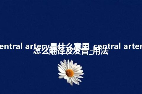 central artery是什么意思_central artery怎么翻译及发音_用法