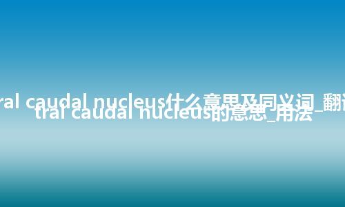 central caudal nucleus什么意思及同义词_翻译central caudal nucleus的意思_用法