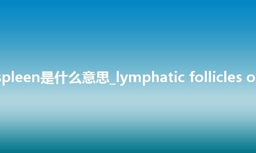 lymphatic follicles of spleen是什么意思_lymphatic follicles of spleen的中文意思_用法