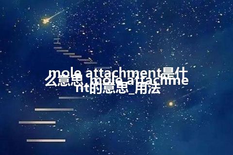 mole attachment是什么意思_mole attachment的意思_用法